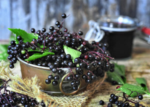 Elderberries – Medicinal uses and nutritional value