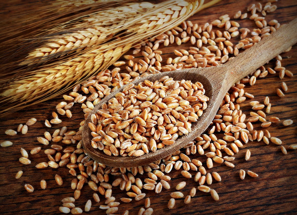 Is Rye Healthy Health Benefits of Rye – Ksenyushka